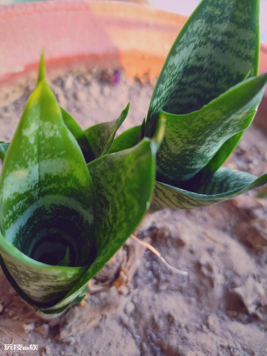 哪些绿植适合在室内养(净化空气还好看的10大室内植物)-图片3